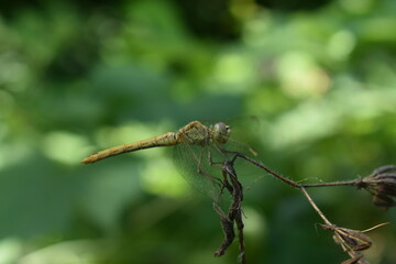 dragonfly on a branch