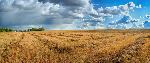 panorama of mowed buckwheat field, patterns of lines with green sheaves, red stalks. beautiful sky