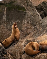 Vertical shot of huge sea lions laying rocks and stones