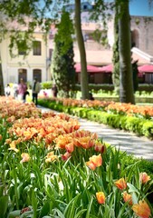 Fototapeta na wymiar tulips in the garden