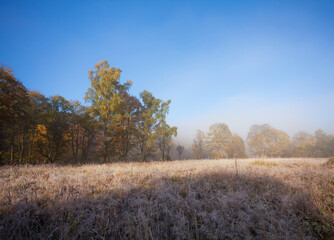 Fototapeta premium heath in autumn in morning fog