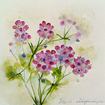 Blooming Gypsophila or baby's breath abstract flower water color drawing, painted pattern nature background small macro blossoms colorful petals, beautiful high quality summer themed wallpaper