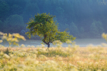 lonely tree on a meadow in the mountains - obrazy, fototapety, plakaty