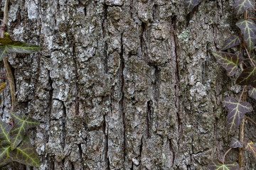 Natural background with textured grey bark and green ivy leaves on border. Park and eco-friendly banner. Copyspace