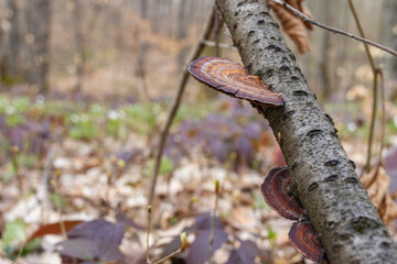 Daedaleopsis confragosa, the thin walled maze polypore or the blushing bracket grows on fallen tree branch