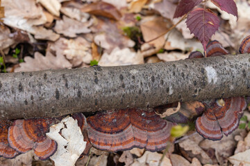 Daedaleopsis confragosa, the thin walled maze polypore or the blushing bracket grows on fallen tree branch