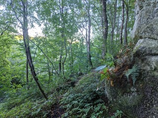 nature 2000 habitat type 9180* Tilio-Acerion forests of slopes, screes and ravines, cliff forest in estonia