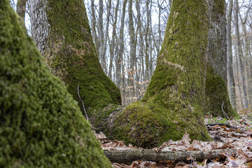 Mossy sprawling tree trunk deep in mountain forest