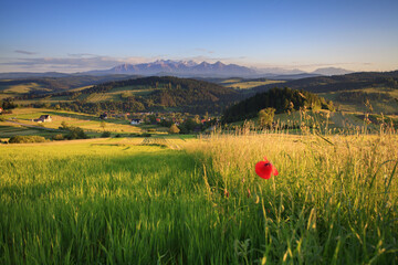 red poppy on the meadow with mountain view