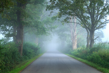 road through an avenue of trees in a foggy morning