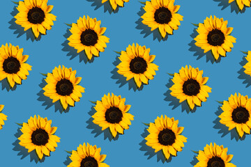 hard light pattern of yellow sunflower flower head on bright blue background, flat lay top view