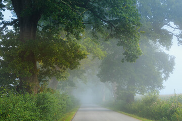 road through an avenue of trees in a foggy morning