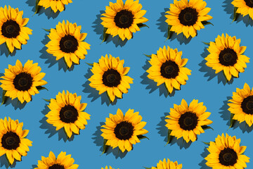 hard light pattern of yellow sunflower flower head on bright blue background, flat lay top view