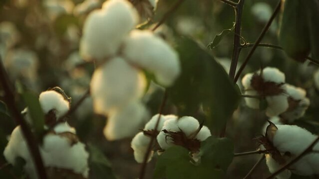 Close de plantação de algodão branco em câmera lenta