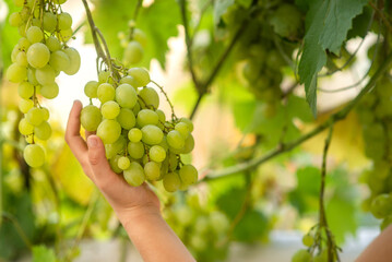 hand is holding  green grapes