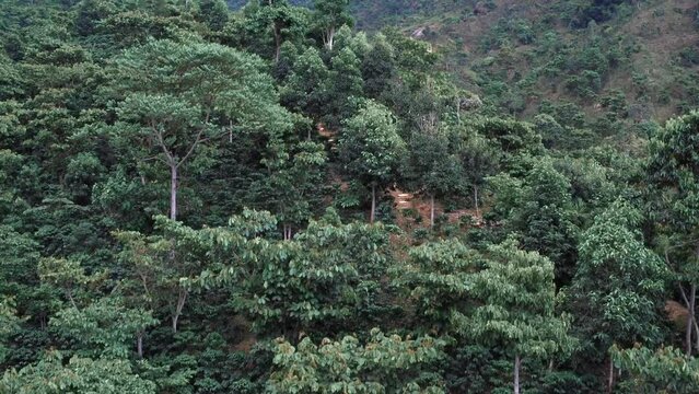 Drone shot over the Coffee plantations field in Chiapas, Mexico