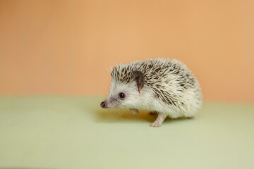 Cute hedgehog. Portrait of pretty curious muzzle of animal. Favorite pets. Atelerix, African hedgehogs. Selective focus. High quality photo