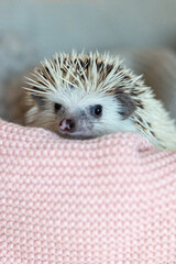 Cute hedgehog. Portrait of pretty curious muzzle of animal. Favorite pets. Atelerix, African hedgehogs. Selective focus. High quality photo