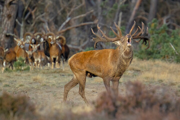 Male red deer stag, cervus elaphus, rutting