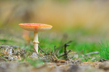 amanita muscaria, fly agaric or fly amanita basidiomycota muscimol mushroom