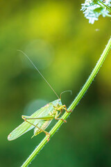 Great Green Bush-cricket male, Tettigonia viridissima