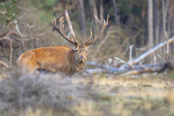 Male red deer stag, cervus elaphus, rutting