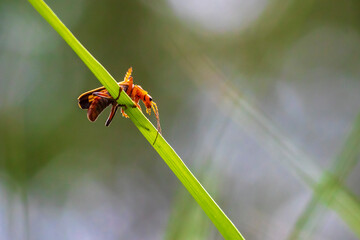 Red soldier beetles, Rhagonycha fulva