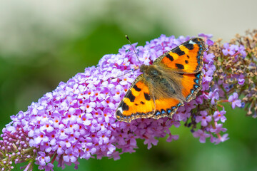 Aglais urticae small tortoiseshell butterfly isolated by nature