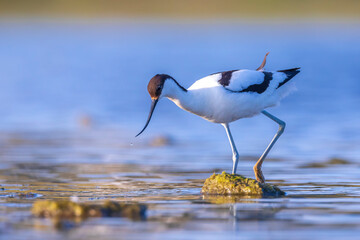 Pied Avocet, Recurvirostra avosetta; parent and chick foraging