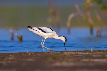 Pied Avocet, Recurvirostra avosetta; parent and chick foraging