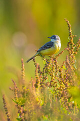 Closeup of a male western yellow wagtail bird Motacilla flava singing