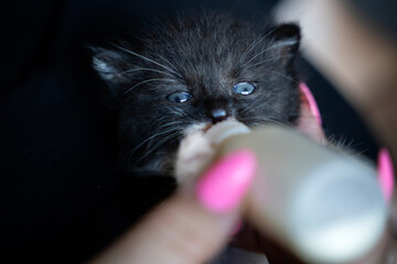 Malutki kociak pije mleko z butelki  - obrazy, fototapety, plakaty