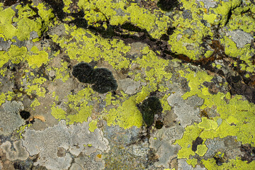 Stone covered with moss