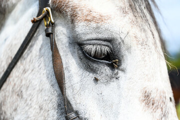 Beautiful white horse. Portrait of domestic horse in halter. Eye of horse. 