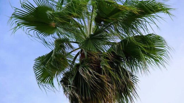 Footage of tropical palm tree fronds in the wind, branches of a coconut tree on the blue sky, up view, moving of plant leaves outdoor, summer beach vacation.