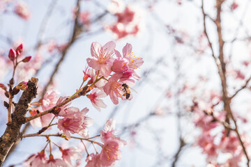 bee in cherry blossom performing pollination