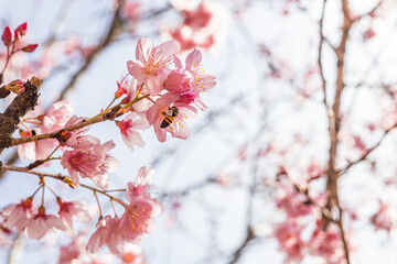 bee in cherry blossom performing pollination