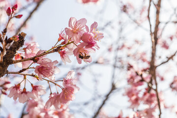 bee in cherry blossom performing pollination