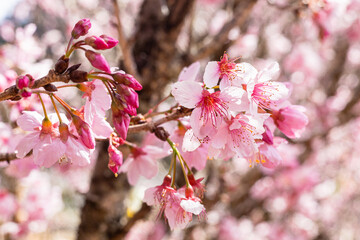 Sakura tree flowery in a autumn day