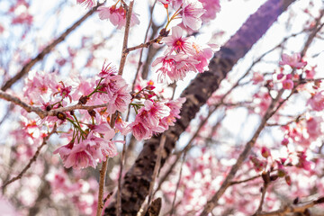 Sakura tree flowery in a autumn day