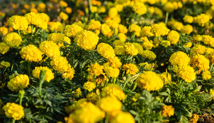 Marigold flower in garden.