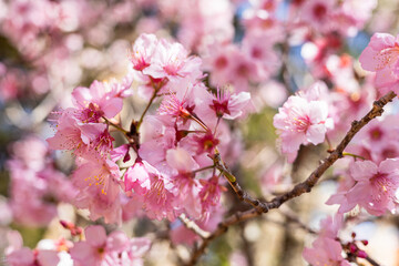 Sakura tree flowery in a autumn day