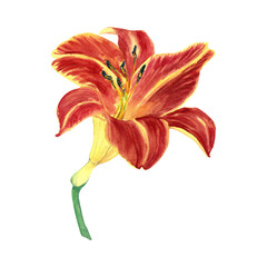 Lilie flower illustration. Yellow red watercolor  flowers. Isolated on white background. Hand drawn painting. © ELENA