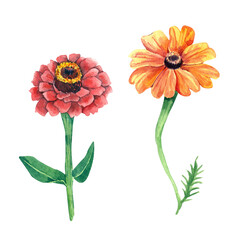 Calendula and zinnia flowers set illustration. Orange red watercolor  flowers set. Isolated on white background. Hand drawn painting.
