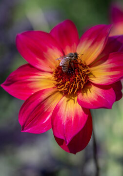 Honey Bee on Magenta and Yellow Mystic Sparkler Dahlia Flower