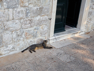 Grey and brown tabby cat with green eyes sitting in the street near a door and looking to the front