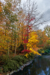 Single Red Maple by the Creek