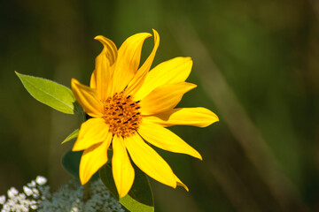 yellow flower in the garden