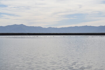 Grantsville Resevoir Ducks at Sunrise