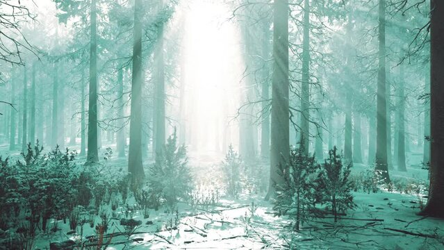 Impressive view of fog and sunlight after frost on the pine forest